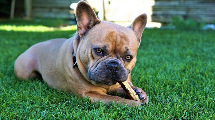 Healthy Chews For Your Favorite Pet Dog