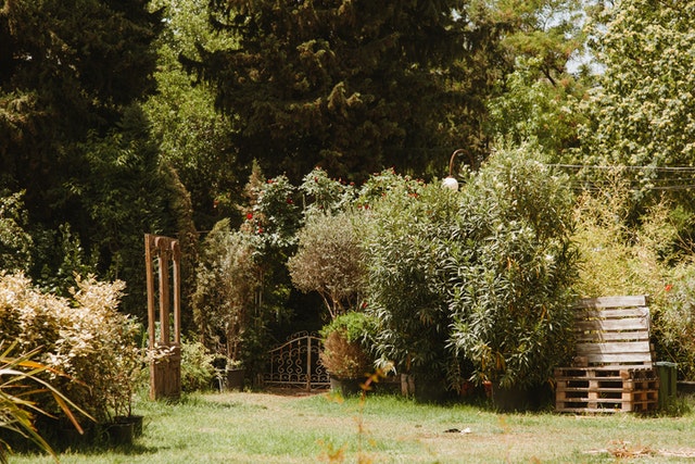 garden looking green this summer